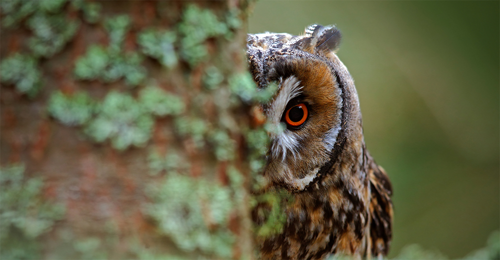 Hunting for Large Dividend Increases